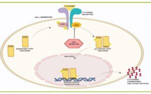 Chất ức chế enzyme JAK giải pháp đột phá trong điều trị viêm và ung thư